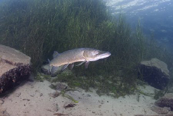Pike. Stoney cove. D200, 16mm. by Derek Haslam 